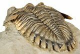 Stunning Erbenochile Trilobite with Hollardops - No Restoration! #334861-7